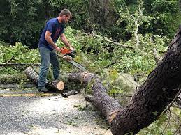 Best Tree Cabling and Bracing  in , WY